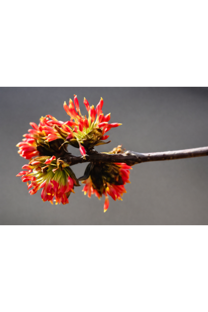 Parrotia цвітіння